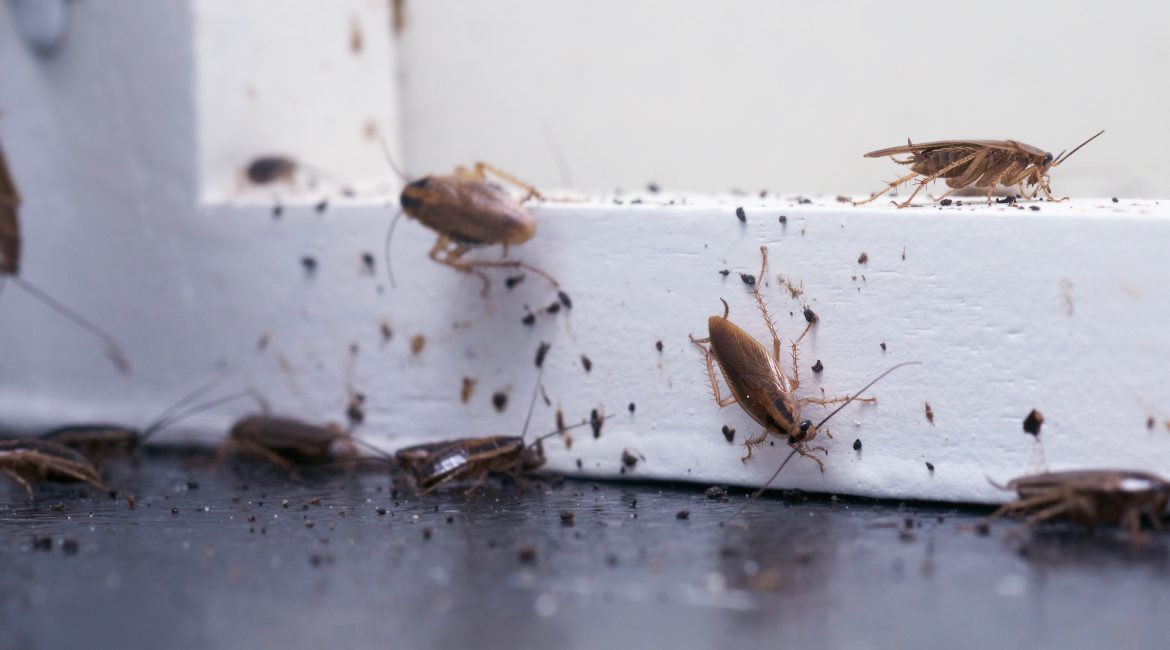 Infestaci贸n de cucarachas