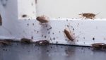 Infestaci贸n de cucarachas