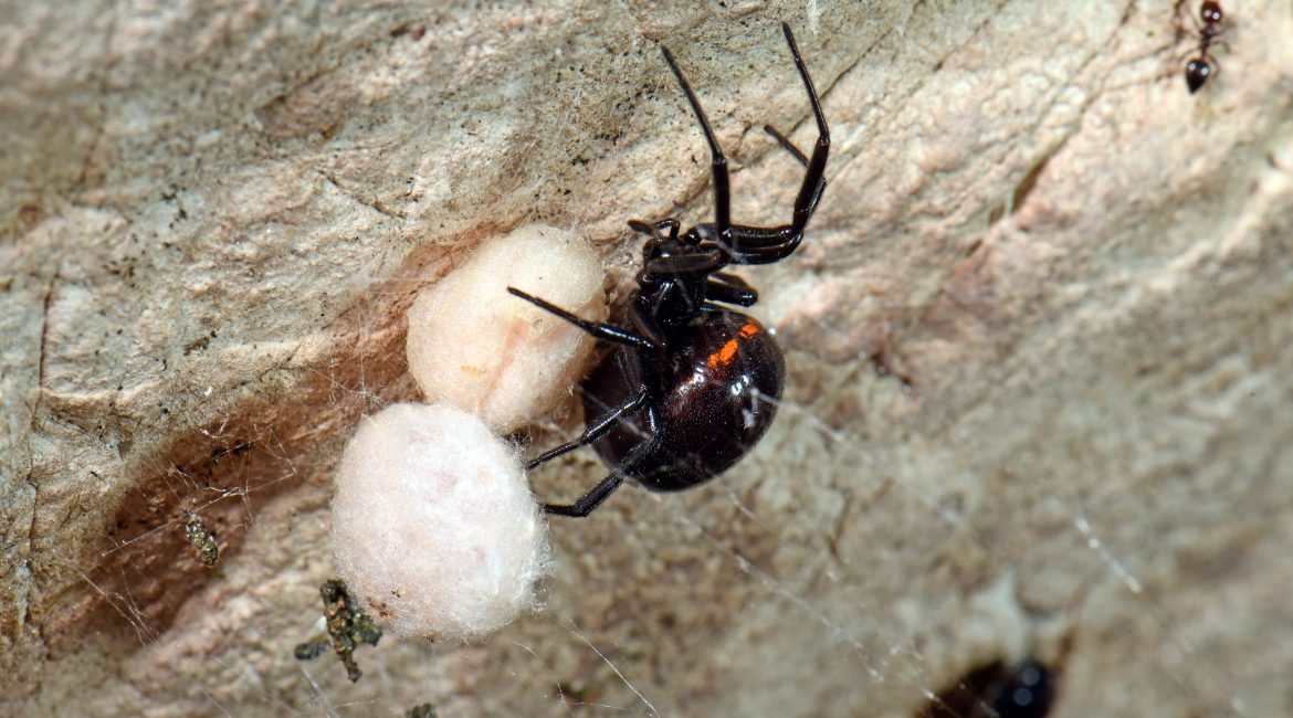 Viuda-negra-con-huevos